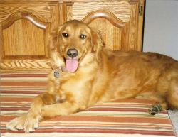 photo of dog on busy background